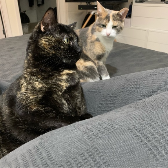 Emo - Picture 11 of 12